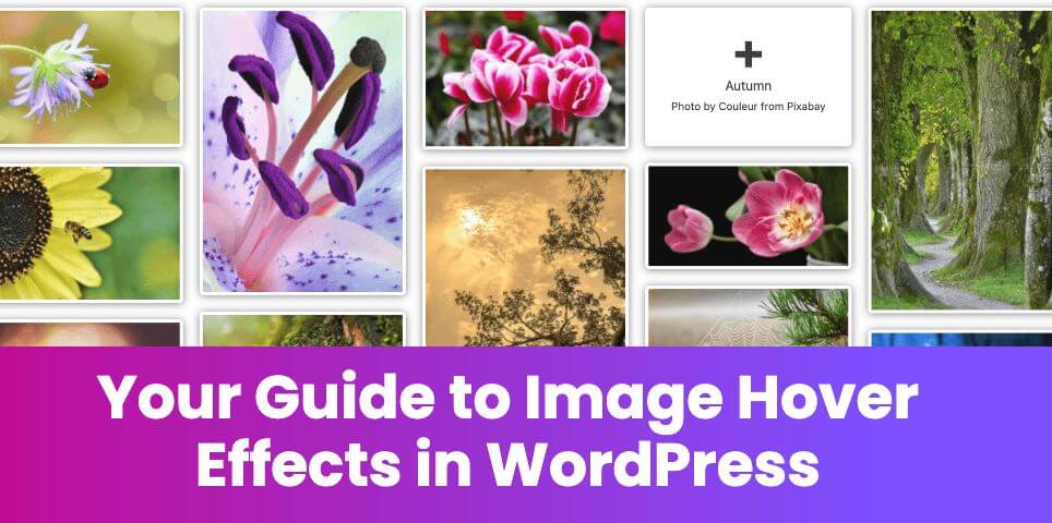 A Step-by-Step Guide To Image Hover Effects In WordPress - WP Content