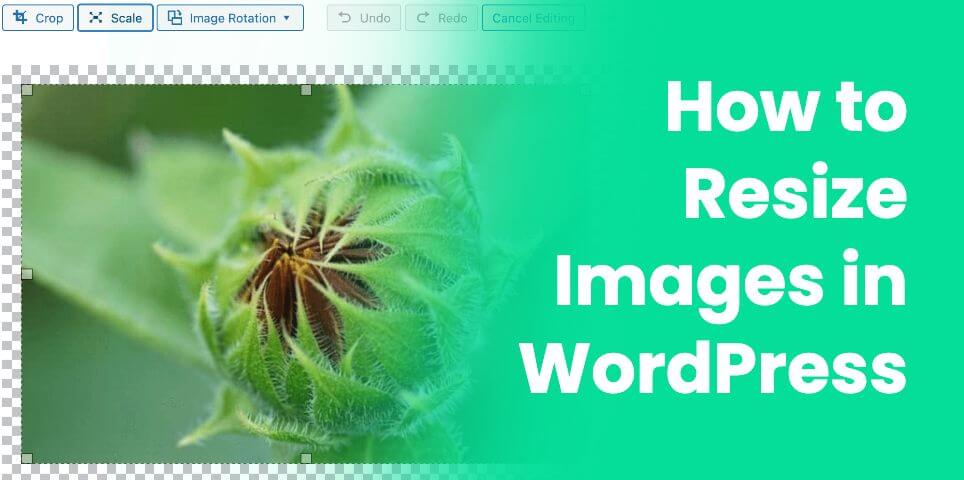 How To Resize Images In WordPress A Comprehensive Guide WP Content